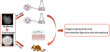 Graphical abstract: Reduction of intestinal fat digestion and absorption by β-glucan secreted by Rhizobium pusense via interference in triglyceride hydrolysis