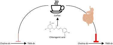 Graphical abstract: Phenolic-rich beverages reduce bacterial TMA formation in an ex vivo–in vitro colonic fermentation model