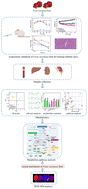 Graphical abstract: Metabolomics-based evidence of the hypoglycemic effect and alleviation of diabetic complications by Ficus racemosa fruit in diabetic mice