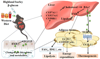 Graphical abstract: Highland barley β-glucan alleviated western diet-induced non-alcoholic fatty liver disease via increasing energy expenditure and regulating bile acid metabolism in mice