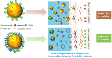 Graphical abstract: Effects of mono- and di-glycerides/phospholipids (MDG/PL) on the bioaccessibility of lipophilic nutrients in a protein-based emulsion system