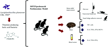 Graphical abstract: Neuroprotective effect of thiamine-producing lactic acid bacteria in a murine Parkinsonian model