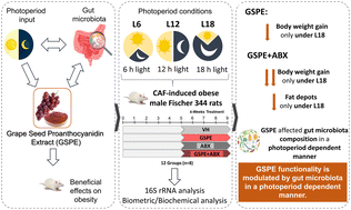 Graphical abstract: The effects of grape seed proanthocyanidins in cafeteria diet-induced obese Fischer 344 rats are influenced by faecal microbiota in a photoperiod dependent manner
