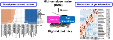 Graphical abstract: Gut microbiota-directed intervention with high-amylose maize ameliorates metabolic dysfunction in diet-induced obese mice