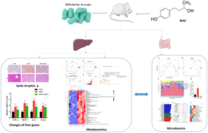 Graphical abstract: The signatures of liver metabolomics and gut microbiota in high-fat diet fed mice supplemented with rhododendrol