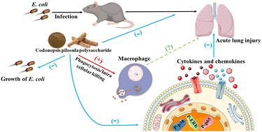 Graphical abstract: Codonopsis pilosula polysaccharides attenuate Escherichia coli-induced acute lung injury in mice