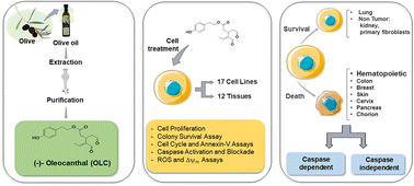 Graphical abstract: (−)-Oleocanthal induces death preferentially in tumor hematopoietic cells through caspase dependent and independent mechanisms