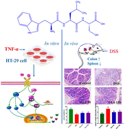 Graphical abstract: Anti-inflammatory effects of tripeptide WLS on TNF-α-induced HT-29 cells and DSS-induced colitis in mice