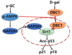 Graphical abstract: γ-Glutamylcysteine ameliorates d-gal-induced senescence in PC12 cells and mice via activating AMPK and SIRT1
