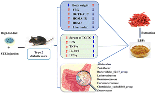 Graphical abstract: Modulation of gut microbiota and hypoglycemic/hypolipidemic activity of flavonoids from the fruits of Lycium barbarum on high-fat diet/streptozotocin-induced type 2 diabetic mice