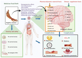 Graphical abstract: Medicine–food herb: Angelica sinensis, a potential therapeutic hope for Alzheimer's disease and related complications