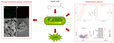 Graphical abstract: Metabolomics analysis and membrane damage measurement reveal the antibacterial mechanism of lipoic acid against Yersinia enterocolitica