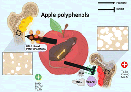 Graphical abstract: Protective effects of apple polyphenols on bone loss in mice with high fat diet-induced obesity