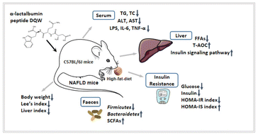 Graphical abstract: α-Lactalbumin peptide Asp-Gln-Trp alleviates hepatic insulin resistance and modulates gut microbiota dysbiosis in high-fat diet-induced NAFLD mice