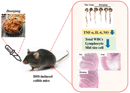 Graphical abstract: Protective effect of traditional Korean fermented soybean foods (doenjang) on a dextran sulfate sodium-induced colitis mouse model