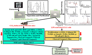 Graphical abstract: Coprinus comatus polysaccharides ameliorated carbon tetrachloride-induced liver fibrosis through modulating inflammation and apoptosis