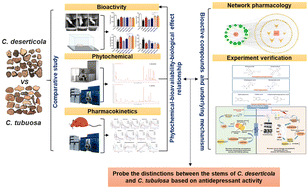 Graphical abstract: Integrated analysis of phytochemical composition, pharmacokinetics, and network pharmacology to probe distinctions between the stems of Cistanche deserticola and C. tubulosa based on antidepressant activity