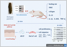 Graphical abstract: Oral administration of sea cucumber (Stichopus japonicus) protein exerts wound healing effects via the PI3K/AKT/mTOR signaling pathway
