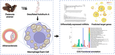 Graphical abstract: MicroRNA expression profile of cholesterol metabolism analysis mediated by Thelenota ananas desulfated holothurin A saponin in RAW264.7 macrophage-foam cells