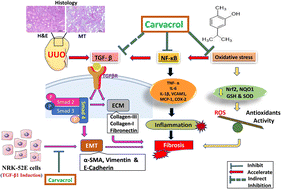 Graphical abstract: Carvacrol preserves antioxidant status and attenuates kidney fibrosis via modulation of TGF-β1/Smad signaling and inflammation