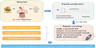 Graphical abstract: Identification and analysis of antioxidant peptides from sorghum (Sorghum bicolor L. Moench) on the basis of in vitro simulated gastrointestinal digestion
