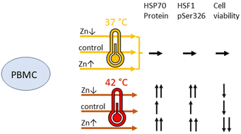 Graphical abstract: Zinc supplementation prior to heat shock enhances HSP70 synthesis through HSF1 phosphorylation at serine 326 in human peripheral mononuclear cells