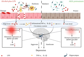 Graphical abstract: Akkermansia muciniphila ameliorates depressive disorders in a murine alcohol-LPS (mALPS) model