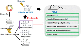 Graphical abstract: Maternal propionate supplementation ameliorates glucose and lipid metabolic disturbance in hypoxia-induced fetal growth restriction