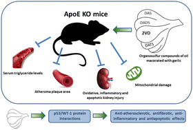 Graphical abstract: Consumption of oil macerated with garlic produces renovascular protective effects in adult apolipoprotein E-deficient mice