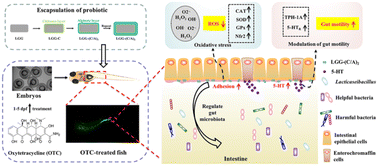 Graphical abstract: Probiotic coated with glycol chitosan/alginate relieves oxidative damage and gut dysmotility induced by oxytetracycline in zebrafish larvae