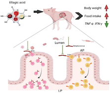 Graphical abstract: Ellagic acid prevents gut damage via ameliorating microbe-associated intestinal lymphocyte imbalance