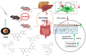 Graphical abstract: Fu brick tea alleviates alcoholic liver injury by modulating the gut microbiota–liver axis and inhibiting the hepatic TLR4/NF-κB signaling pathway