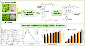 Graphical abstract: Non-covalent interaction between pea protein isolate and catechin: effects on protein structure and functional properties