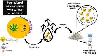 Graphical abstract: Impact of emulsifiers for the nanoencapsulation with maltodextrin of cannabis oil by spray drying on the physicochemical properties and bioaccessibility of cannabinoids