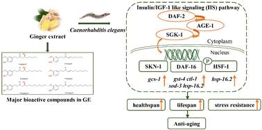 Graphical abstract: Longevity-promoting properties of ginger extract in Caenorhabditis elegans via the insulin/IGF-1 signaling pathway