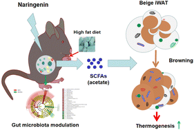 Graphical abstract: Naringenin activates beige adipocyte browning in high fat diet-fed C57BL/6 mice by shaping the gut microbiota