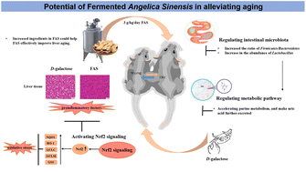 Graphical abstract: Fermented Angelica sinensis activates Nrf2 signaling and modulates the gut microbiota composition and metabolism to attenuate d-gal induced liver aging