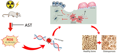 Graphical abstract: Astaxanthin attenuates irradiation-induced osteoporosis in mice by inhibiting oxidative stress, osteocyte senescence, and SASP