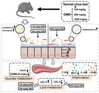 Graphical abstract: Dietary emulsifier glycerol monodecanoate affects the gut microbiota contributing to regulating lipid metabolism, insulin sensitivity and inflammation