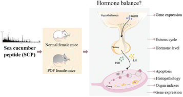 Graphical abstract: The evaluation of sea cucumber (Acaudina leucoprocta) peptide on sex hormone regulation in normal and premature ovarian failure female mice