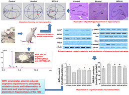 Graphical abstract: Walnut protein hydrolysates ameliorate alcohol-induced cognitive impairment (AICI) by alleviating oxidative stress and inflammation in the brain and improving hippocampal synaptic plasticity in Sprague–Dawley rats