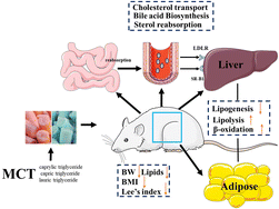 Graphical abstract: Effects of medium chain triglycerides on lipid metabolism in high-fat diet induced obese rats