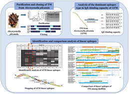 Graphical abstract: Identification of linear epitopes and their major role in the immunoglobulin E-binding capacity of tropomyosin from Alectryonella plicatula