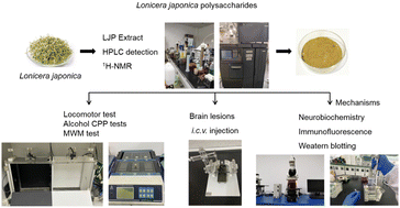 Graphical abstract: Inhibition of reinstatement of alcohol-induced conditioned place preference in mice by Lonicera japonica polysaccharide