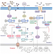 Graphical abstract: Sennoside A is a novel inhibitor targeting caspase-1