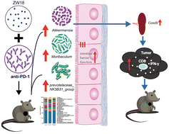 Graphical abstract: Lactobacillus kefiranofaciens ZW18 from Kefir enhances the anti-tumor effect of anti-programmed cell death 1 (PD-1) immunotherapy by modulating the gut microbiota