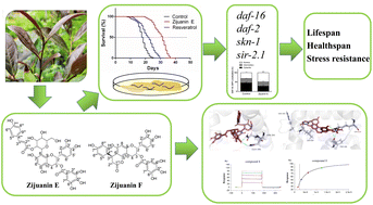 Graphical abstract: Two new catechins from Zijuan green tea enhance the fitness and lifespan of Caenorhabditis elegans via insulin-like signaling pathways