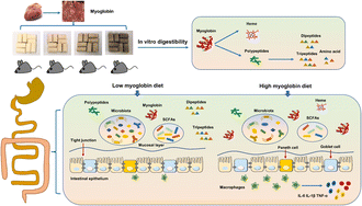 Graphical abstract: Myoglobin diet affected the colonic mucus layer and barrier by increasing the abundance of several beneficial gut bacteria