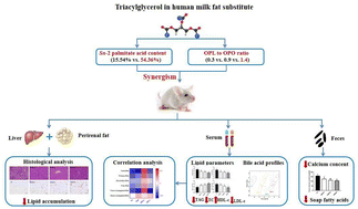 Graphical abstract: The triacylglycerol structure and composition of a human milk fat substitute affect the absorption of fatty acids and calcium, lipid metabolism and bile acid metabolism in newly-weaned Sprague-Dawley rats