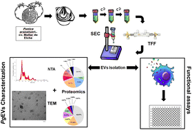 Graphical abstract: Characterization and bioactivity of extracellular vesicles isolated from pomegranate